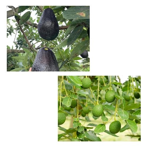 Mixed Avocado Seeds – Heirloom, Non-GMO, High Germination Organic Garden