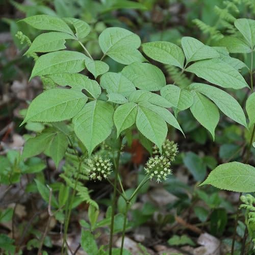 green sarsaparilla flower seeds