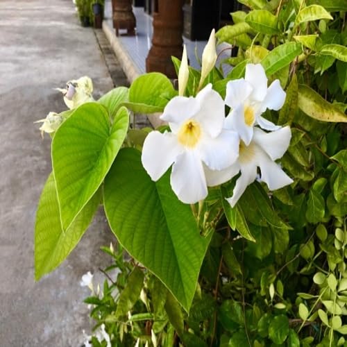 White Thunbergia Flower Seeds – Heirloom Non-GMO Organic Garden Seeds