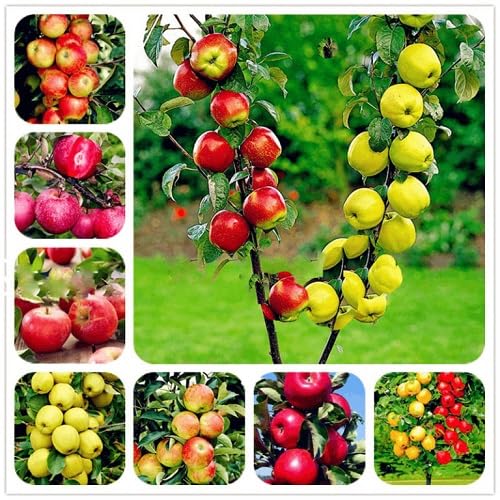 Mixed Apple Tree Seeds – Heirloom, Non-GMO, High Germination Organic Garden Seeds for Planting