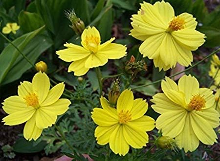 yellow cosmos flower seeds