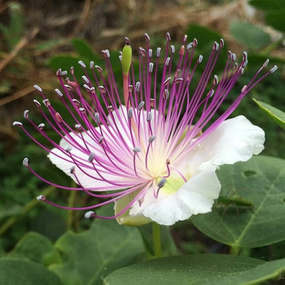 Capparis Flower Seeds – Heirloom, Non-GMO, High Germination Organic Garden Seeds