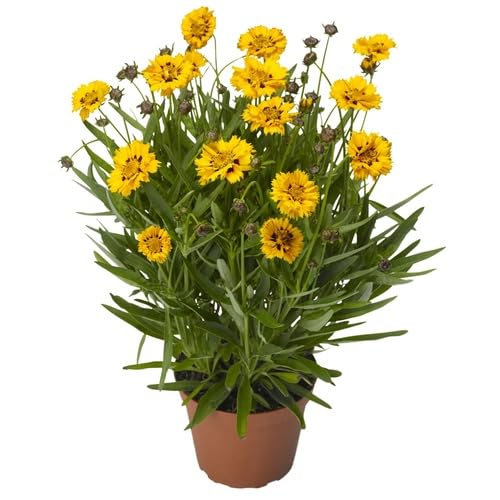 Yellow Red Coreopsis Flower Seeds – Heirloom, Non-GMO, High Germination Organic Garden Seeds