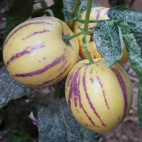 Pink Ginseng Melon Seeds – Heirloom, Non-GMO, High Germination Organic Garden Seeds