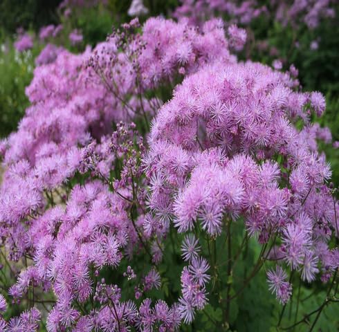 Purple Thalictrum Aquilegiifolium Flower Seeds Heirloom Non-GMO High Germination Organic Garden Seeds for Planting
