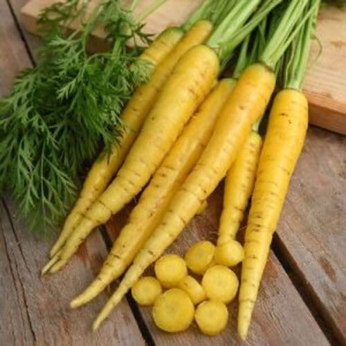 Yellow Carrot Seeds – Heirloom, Non-GMO, High Germination Organic Garden Seeds Planting