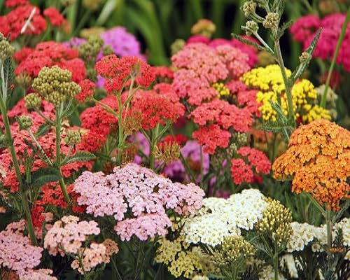mixed achillea ballerina flower heirloom non-gmo seeds
