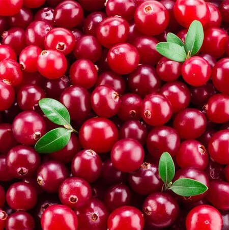 Red Cranberry Seeds – Heirloom, Non-GMO, High Germination Organic Garden Seeds