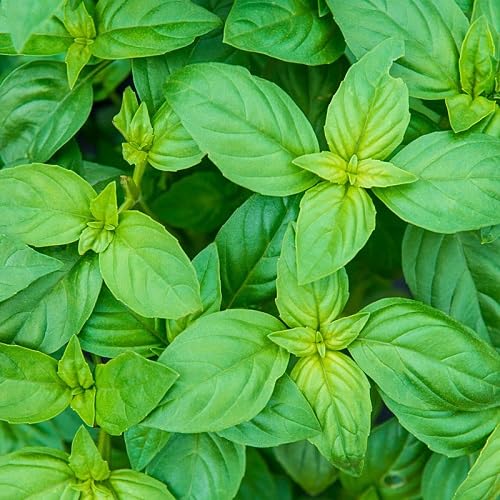 Basil Plant Seeds Heirloom Non-GMO High Germination Organic Garden Seeds for Planting