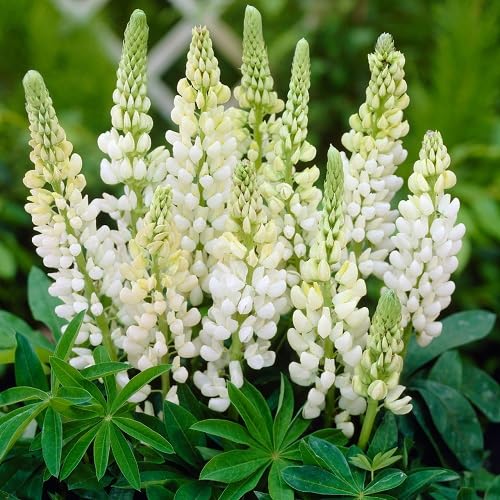 White Lupine Flower Seeds Heirloom Non-GMO High Germination Organic Garden Seeds for Planting