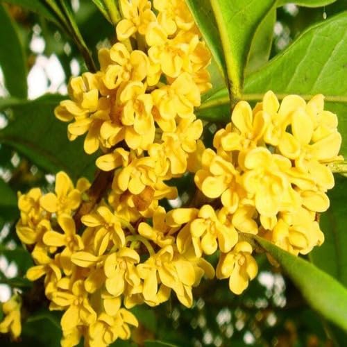 osmanthusfloweryellowheirloomnongmo flower seeds