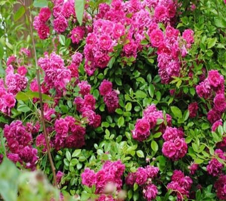 climbing rose flower seeds