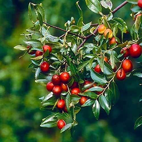 Ziziphus Jujuba (Red Date / Ber / Chinese Date) Fruit Seeds – High Germination Seeds for Home Growing