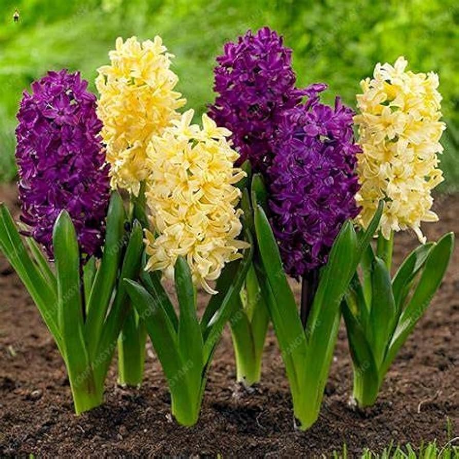 hyacinth hyacinthus flower seeds