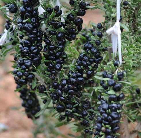 Black Goji Berry Seeds Heirloom Non-GMO High Germination Organic Garden Seeds for Planting