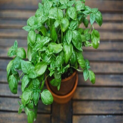 Basil Plant Seeds Green Heirloom Non-GMO High Germination Organic Garden Seeds for Planting