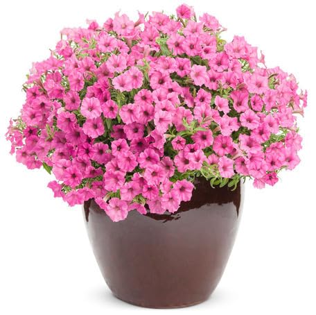 pinkpetuniaflowerheirloomnongmo flower seeds