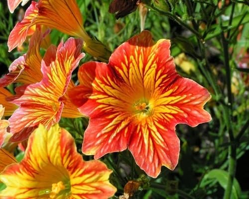 Orange Salpiglossis Flower Seeds – Heirloom Non-GMO High Germination Organic Garden Seeds