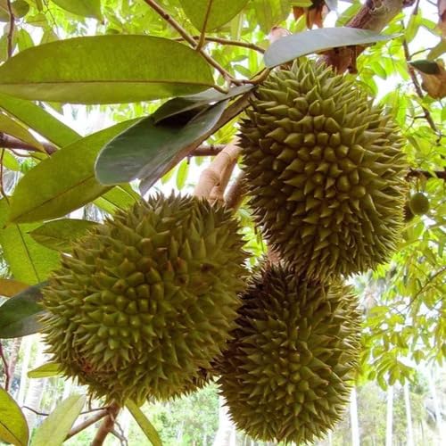 Green Durian Seeds – Heirloom, Non-GMO, High Germination Organic Garden Seeds