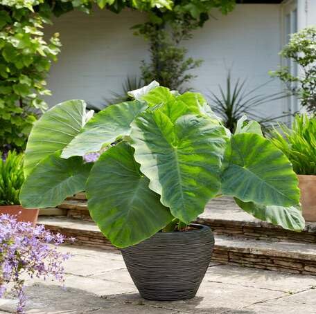 green colocasia flower seeds