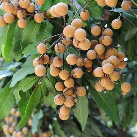 Brown Longan Seeds – Heirloom, Non-GMO, High Germination Organic Garden Seeds
