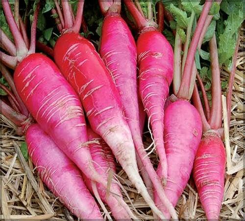 Radish Pink Seeds – Heirloom, Non-GMO, High Germination Organic Garden Seeds Planting
