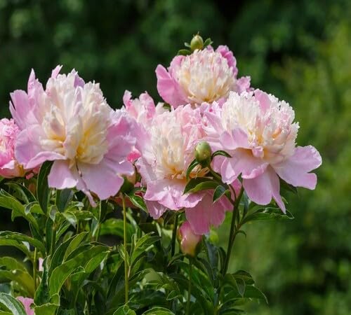 Pink White Peonies Flower Seeds Heirloom Non-GMO High Germination Organic Garden Seeds for Planting