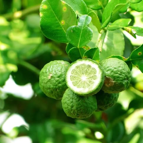Bergamot Seeds Heirloom Non-GMO High Germination Organic Garden Seeds for Planting