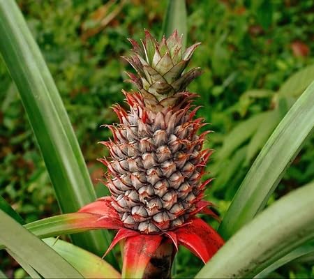 Pineapple Seeds – Heirloom, Non-GMO, High Germination Organic Garden Seeds