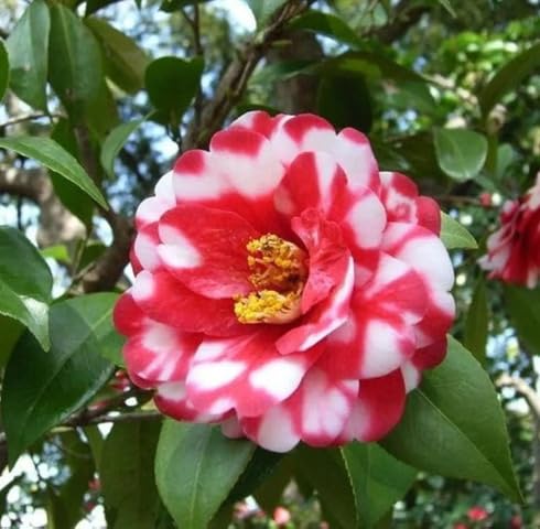 Red White Camellia Flower Seeds Heirloom Non-GMO High Germination Organic Garden Seeds