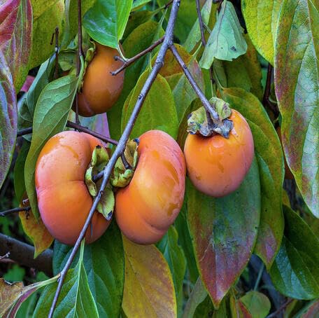 Orange Persimmon Seeds – Heirloom, Non-GMO, High Germination Organic Garden Seeds