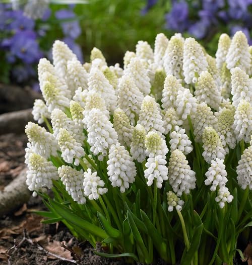 Weiße Muscari Macrocarpum Blumensamen – Alte Sorte, gentechnikfrei, keimstarke Bio-Gartensamen zum Pflanzen