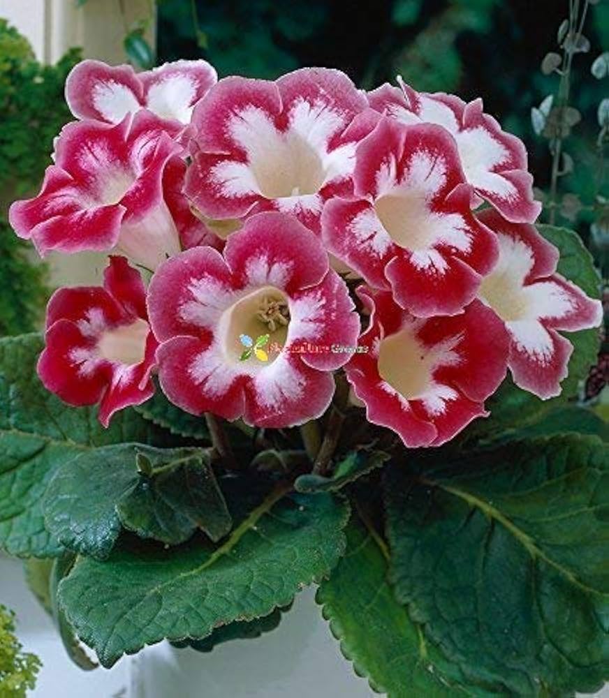 gloxinia flower flower seeds