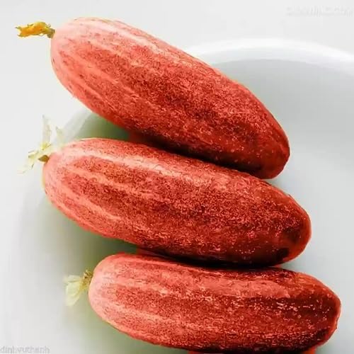 Red Cucumber Seeds – Heirloom, Non-GMO, High Germination Organic Garden Seeds Planting