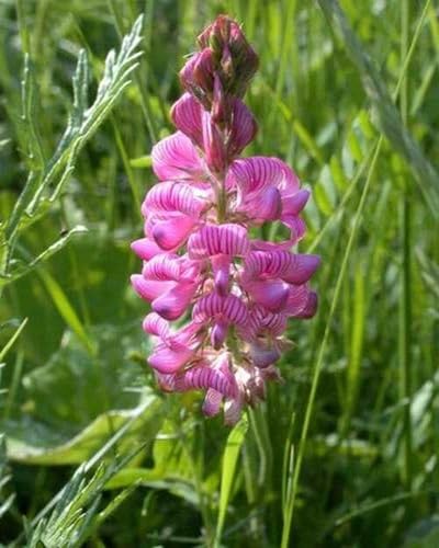 Pink Sainfoin Flower Seeds Heirloom Non-GMO High Germination Organic Garden Seeds for Planting