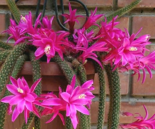 Pink Flagelliformis Flower Seeds – Heirloom, Non-GMO High Germination Seeds for Planting | Organic Garden Seeds