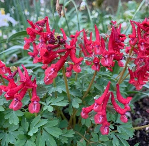 red corydalis flower seeds
