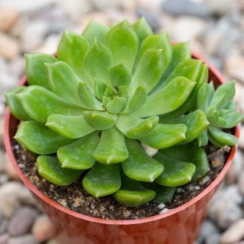 green giant flower seeds