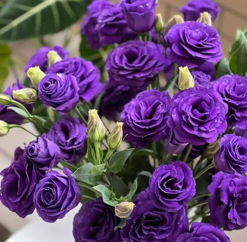 purple eustoma flower seeds