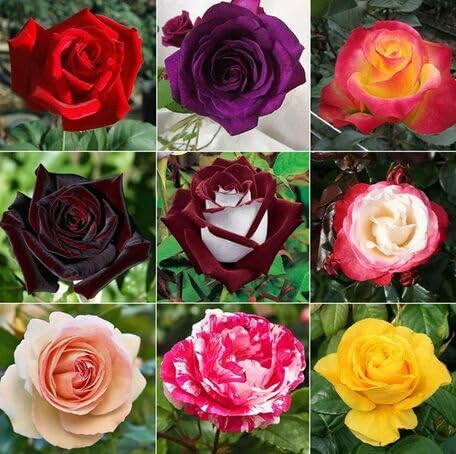 mixed rose flower seeds
