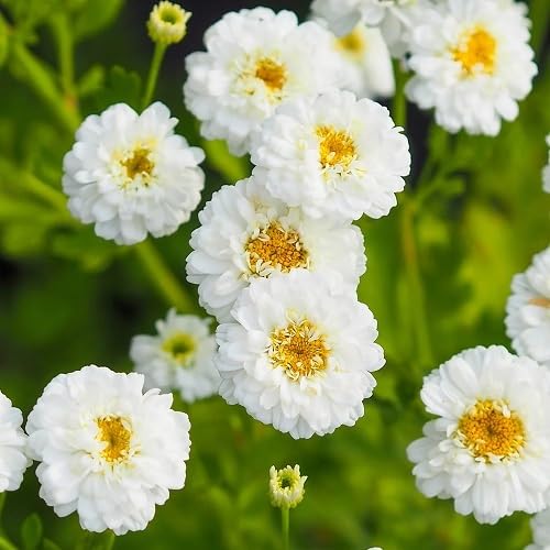 Semillas de flor de Tanacetum Parthenium blancas, herencia, no transgénicas, de alta germinación, semillas de jardín orgánicas para plantar