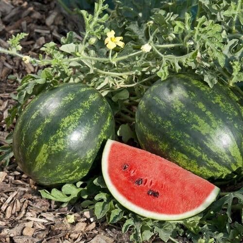 Green Watermelon Seeds – Heirloom, Non-GMO, High Germination Organic Garden Seeds