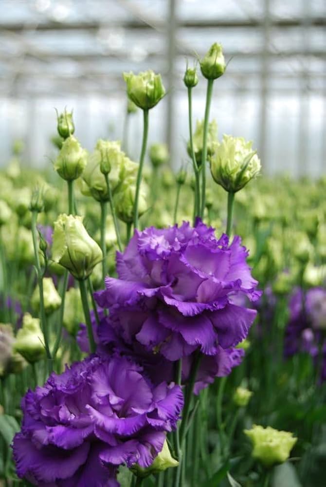 lisianthus eustoma griflorum purple