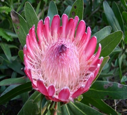 Pink Protea Flower Seeds for Planting – Heirloom Non-GMO High Germination Organic Garden Seeds