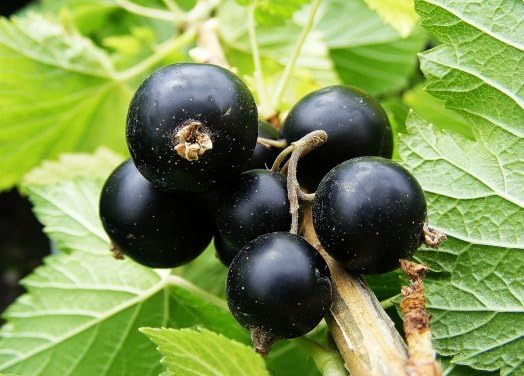 Blackcurrant Seeds – Heirloom, Non-GMO, High Germination Organic Garden Seeds