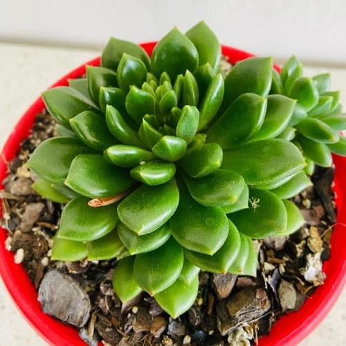 perennialsucculentgreenheirloomnongmo flower seeds