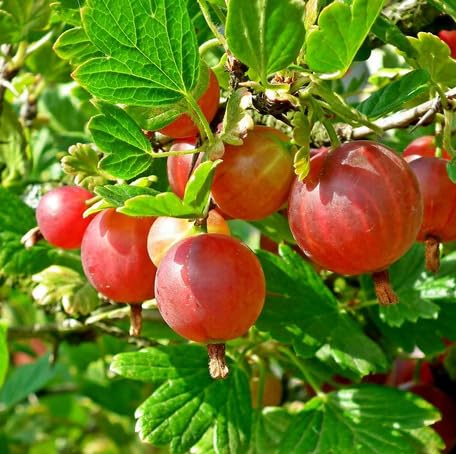 Red Gooseberry Seeds – Heirloom, Non-GMO, High Germination Organic Garden Seeds