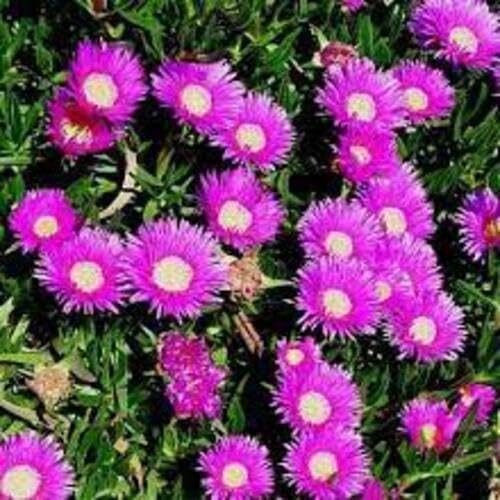 Pink Lampranthus Roseus Flower Seeds – Seeds for Planting, Heirloom, Non-GMO, High Germination Organic Garden Seeds