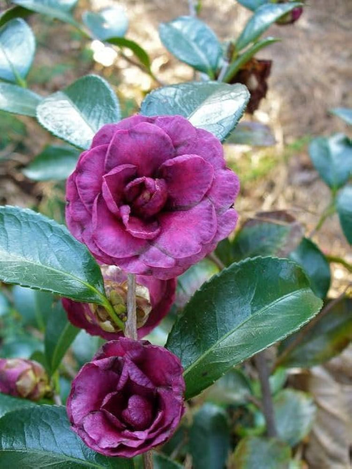 Dark Purple Camellia Flower Seeds Heirloom Non-GMO High Germination Organic Garden Seeds for Planting