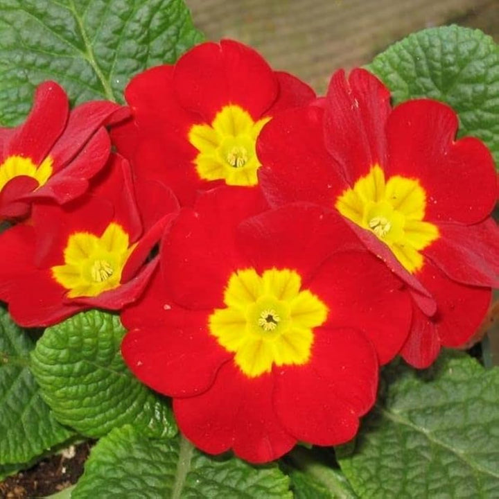 Rote Primel-Blumensamen – Alte Sorte, gentechnikfrei, keimstark, Bio-Gartensamen zum Pflanzen